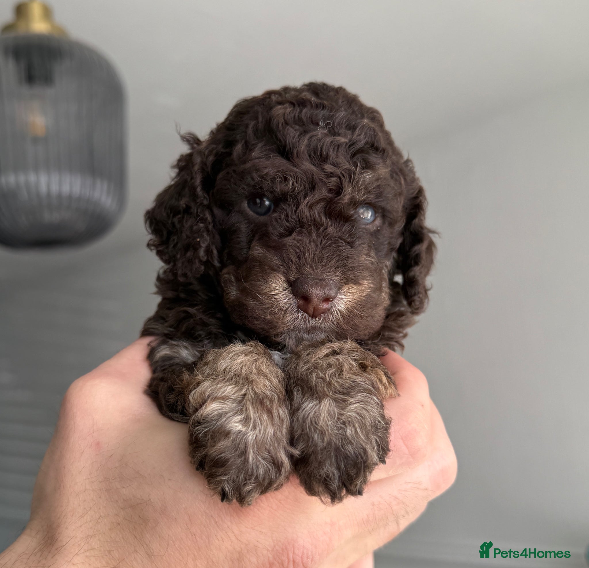 Cockapoo dogs Stunning last phantom cockapoo - one female  - Advert 4