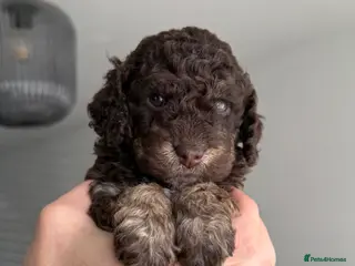 Cockapoo dogs Stunning last phantom cockapoo - one female - Advert 4