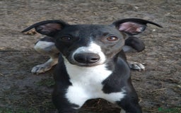 Mixed Breed dogs for sale: Whippet X Labrador Pups ~ Lurchers - Image 10