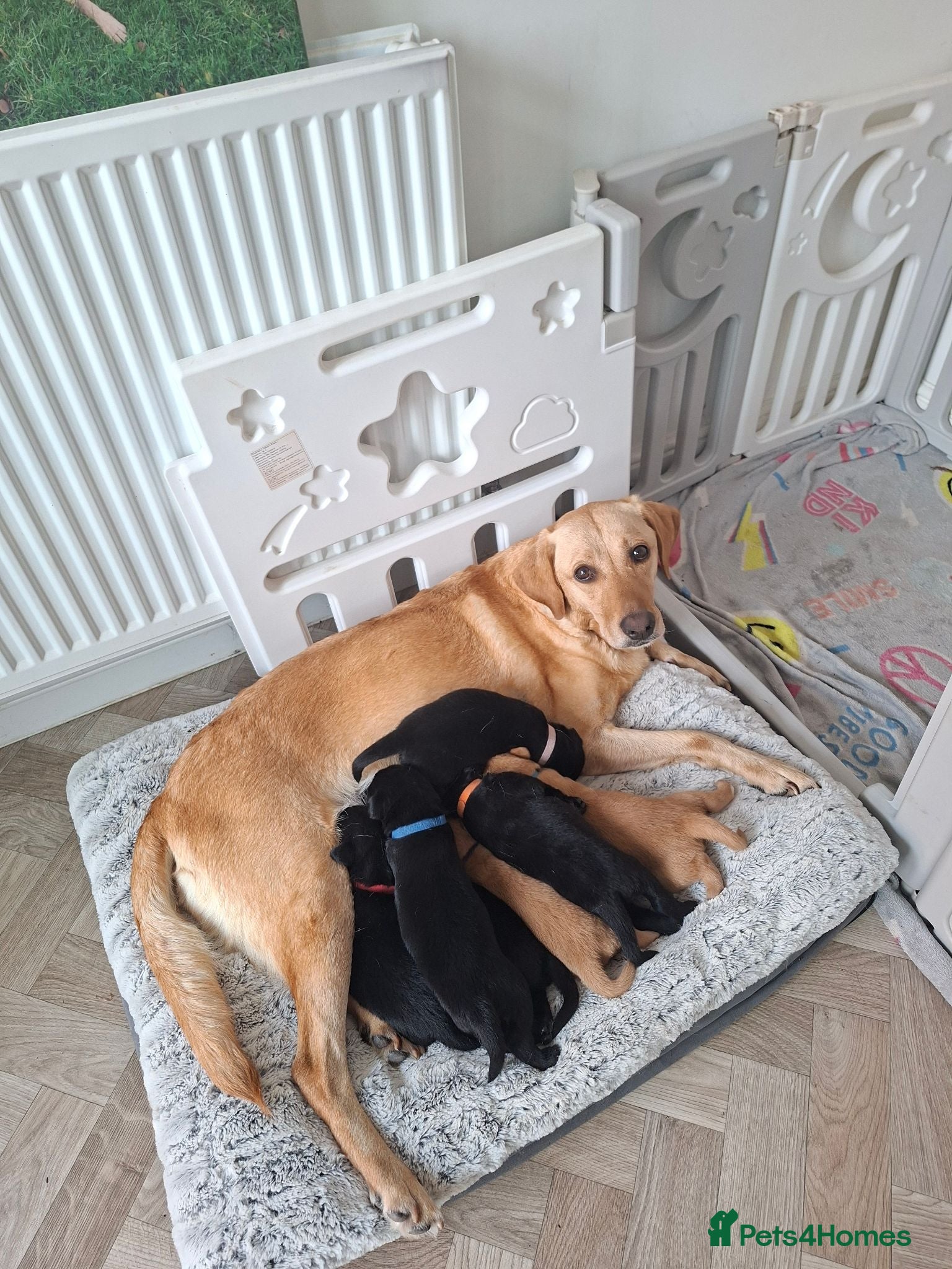 Labrador Retriever dogs Labrador puppies 1 left. 1 girl - Advert 4