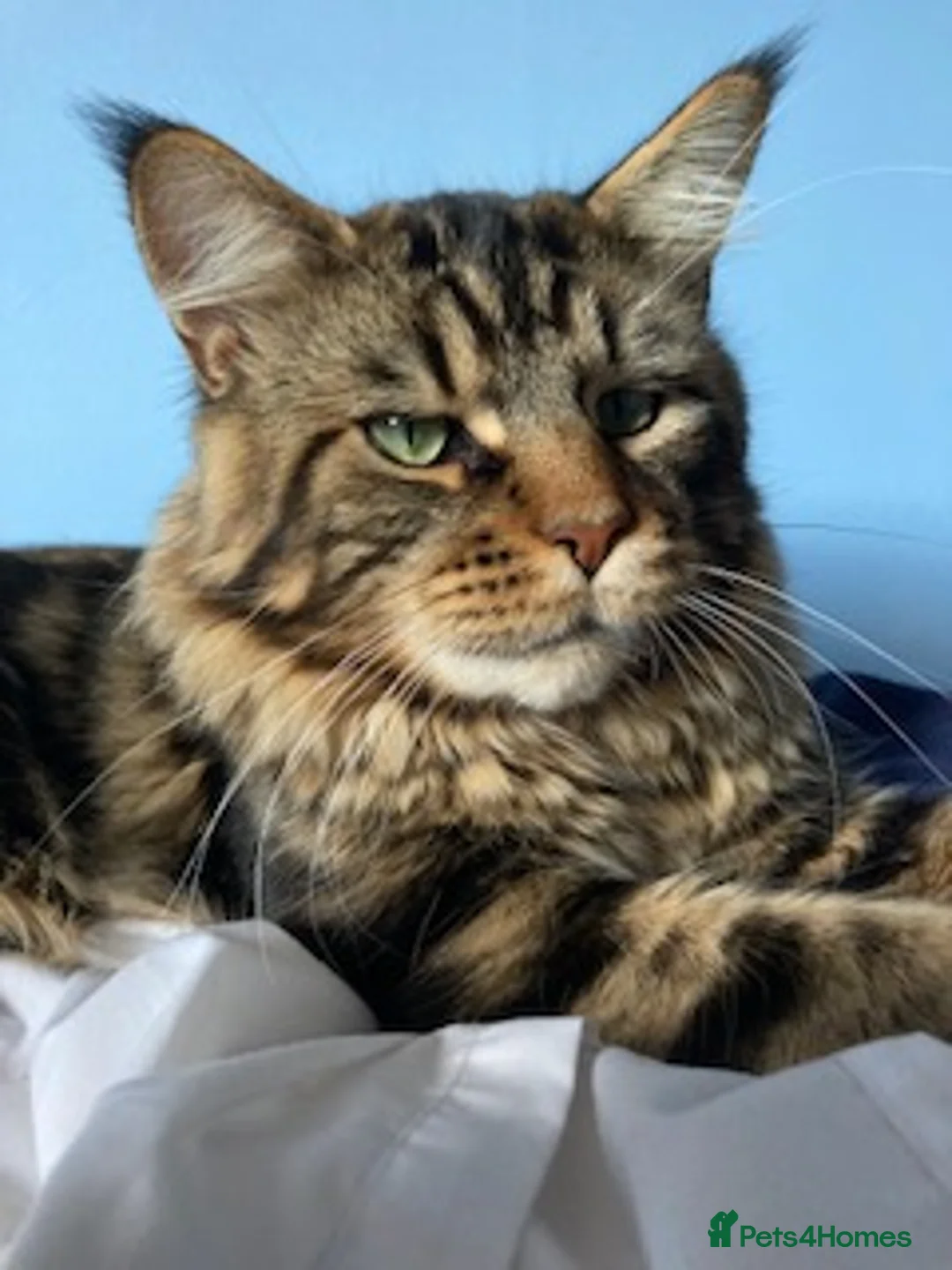 Maine Coon cats for stud: DENVER offered for stud services in Southampton - Advert 2