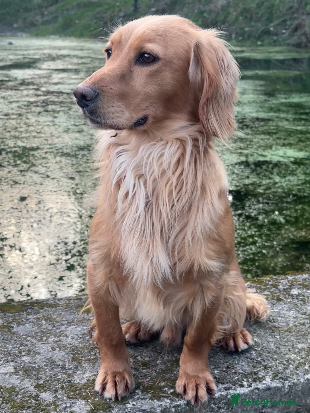 Cocker Spaniel dogs for stud: KC Registered & Health Tested, Fantastic Pedigree in Colwyn Bay - Advert 2