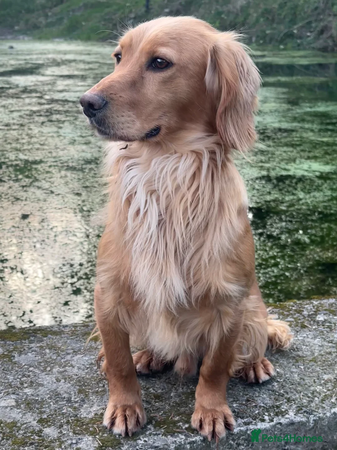 Cocker Spaniel dogs for stud: KC Registered & Health Tested, Fantastic Pedigree in Colwyn Bay - Advert 2