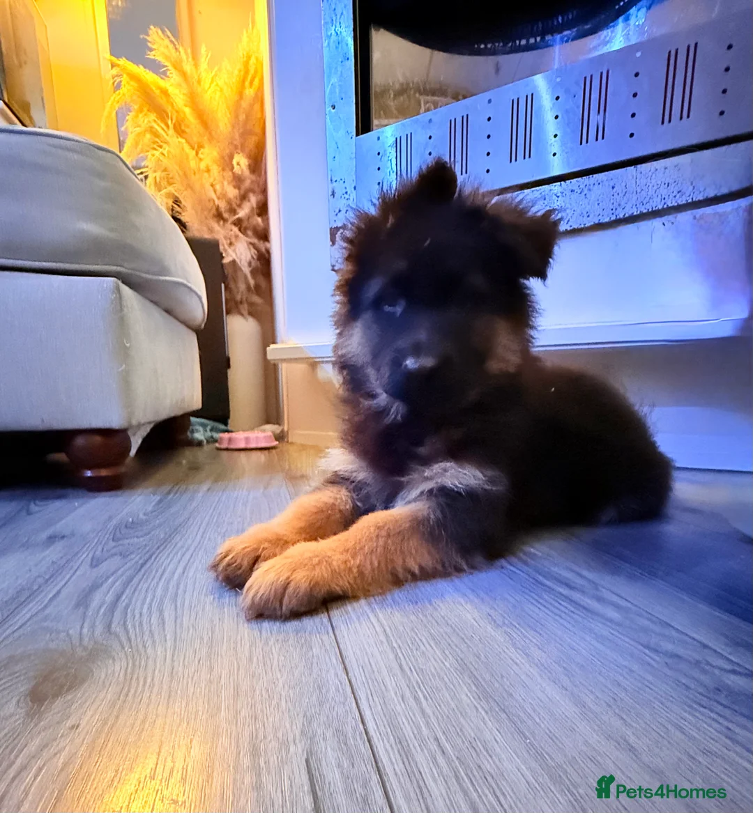 German Shepherd dogs for sale: Kc Registered Long Haired German Shepherd Puppies - Advert 16