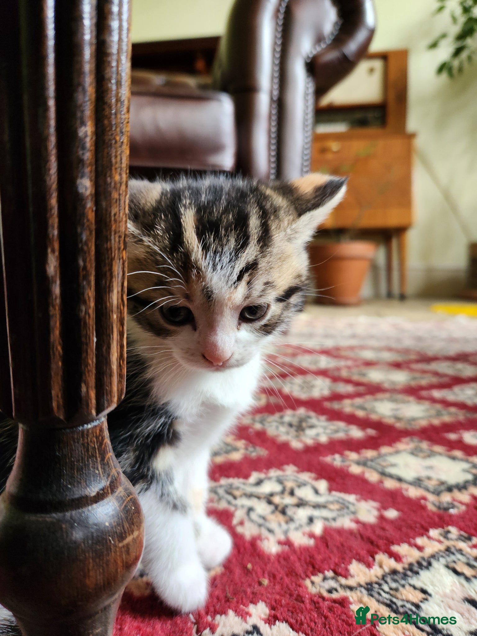 Mixed Breed cats Maine Coon / Norwegian Forest /  British Shorth X - Advert 12