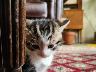 Mixed Breed cats Maine Coon / Norwegian Forest / British Shorth X - Advert 12