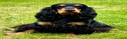 Cocker Spaniel dogs for sale: Tiggy - Advert 2