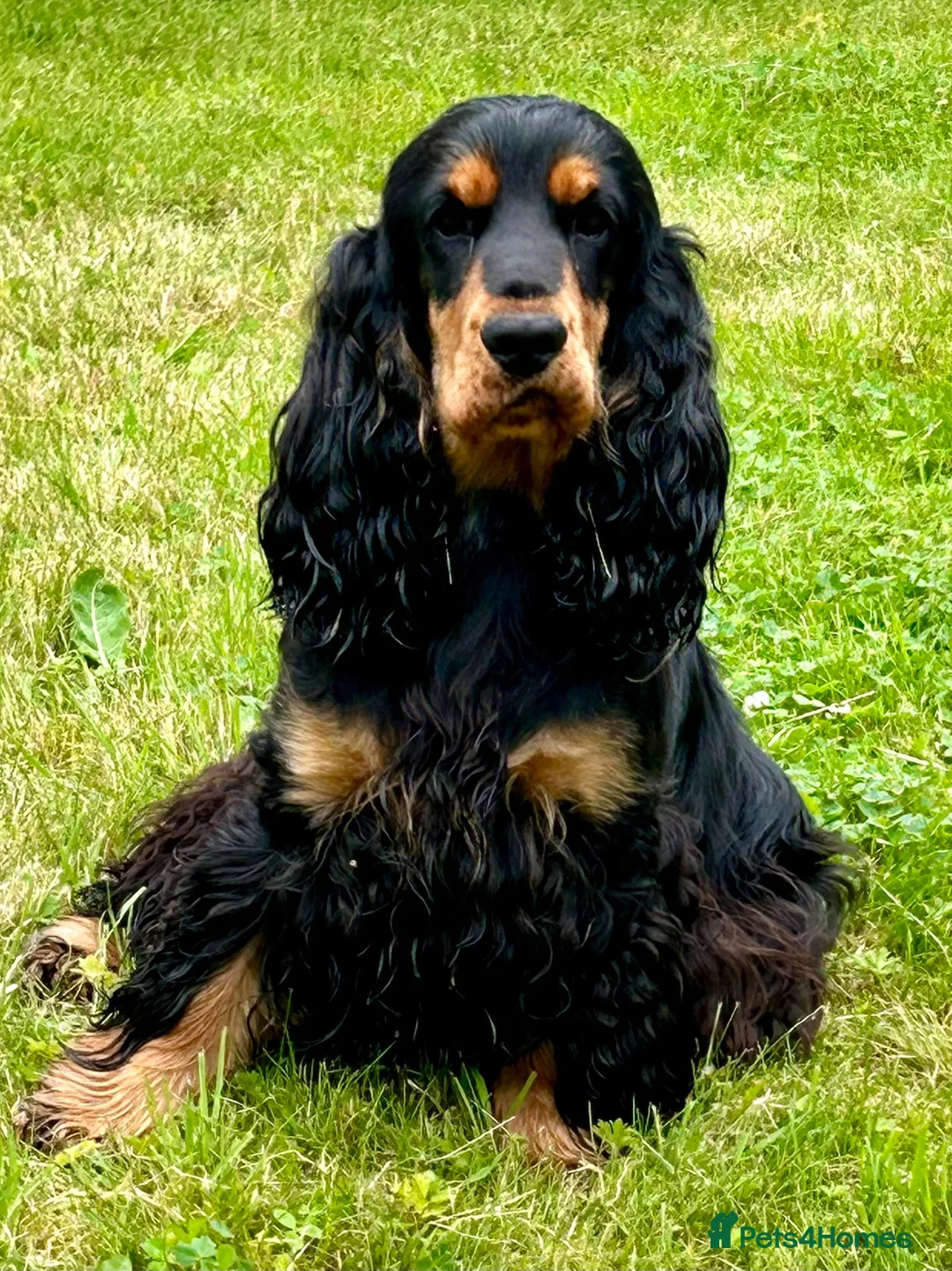 Cocker Spaniel dogs for sale: Tiggy - Advert 2