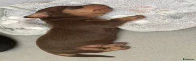 Dachshund 2