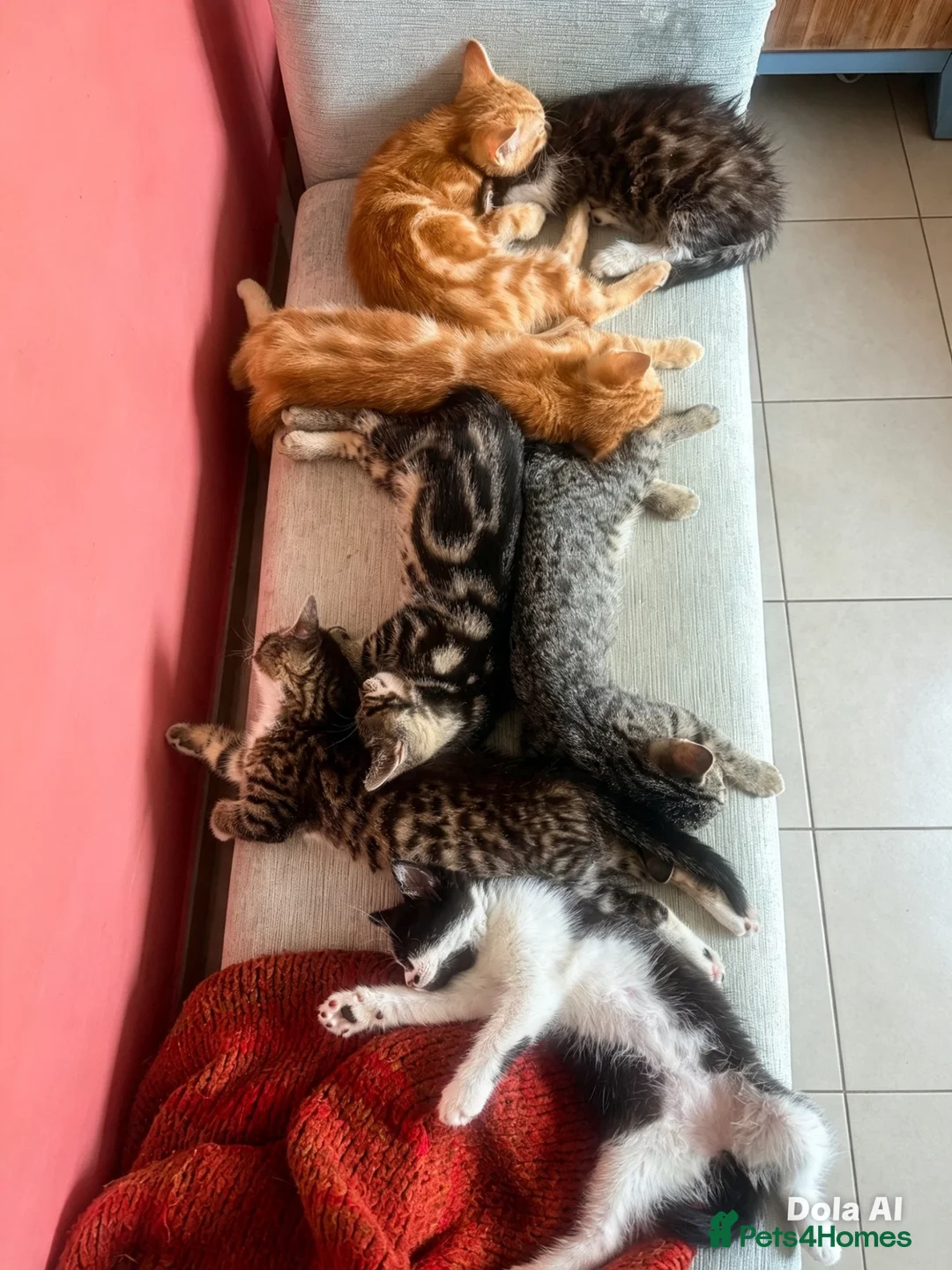 Mixed Breed cats for sale: Bengal/Maine Coon mix • stunning & affectionate  - Advert 2