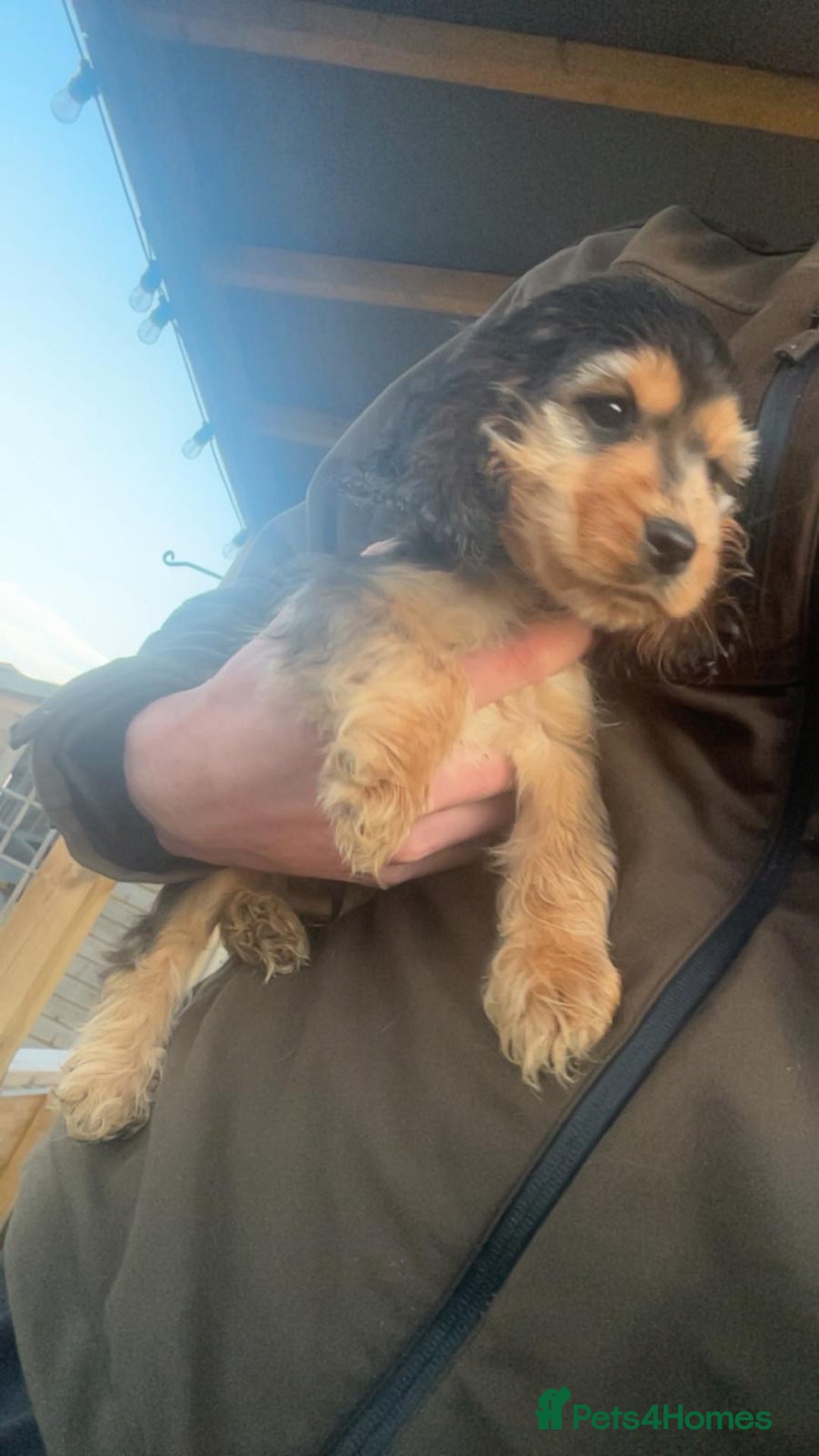 Cocker Spaniel dogs for sale: Show type cocker spaniel puppy’s.  - Advert 11