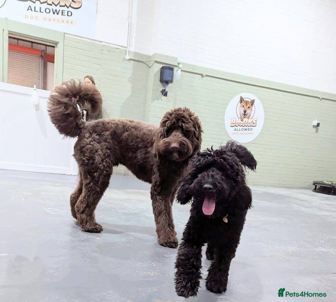 Australian Labradoodle dogs for sale: Reduced-Multigen Aussie Labradoodles curly/nonshed - Image 6