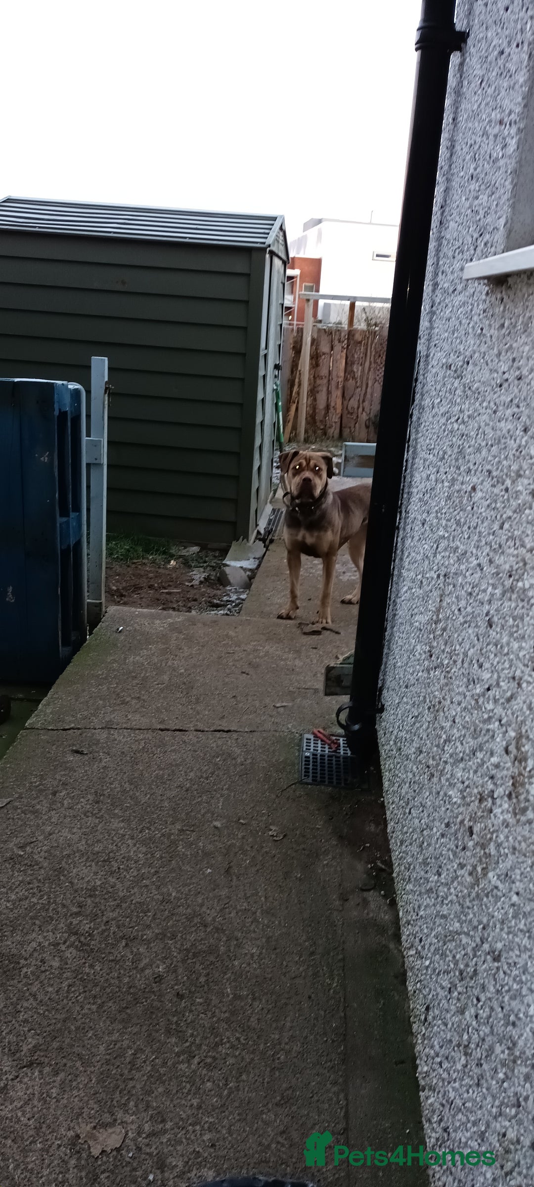 Mixed Breed dogs for sale: Roxy CorsoMix - Advert 2