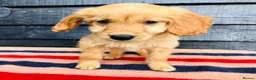 Mini Goldendoodle dogs for sale: 🧡❤️ GORGEOUS MINI GOLDENDOODLE PUPPIES ❤️🧡 - Advert 20