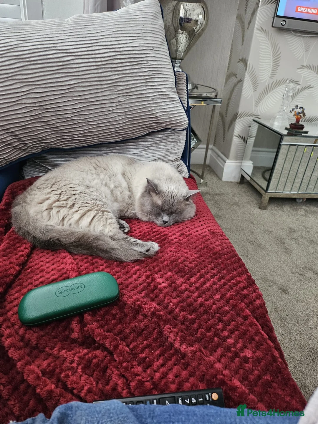 Ragdoll cats for sale: Male ragdoll cat in Stockport - Advert 4
