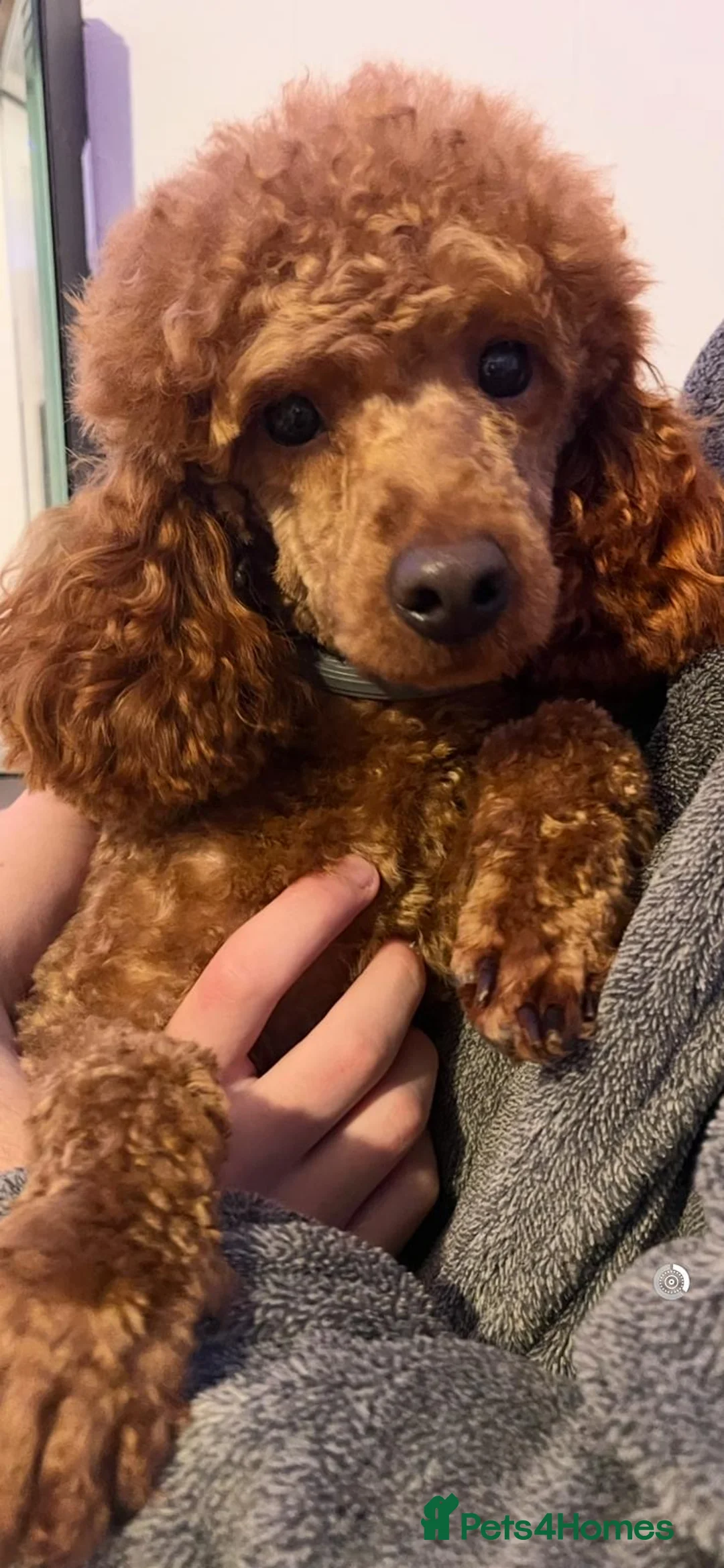 Cavapoo dogs for sale: CAVAPOOS RED TOY SIZE  - Advert 2