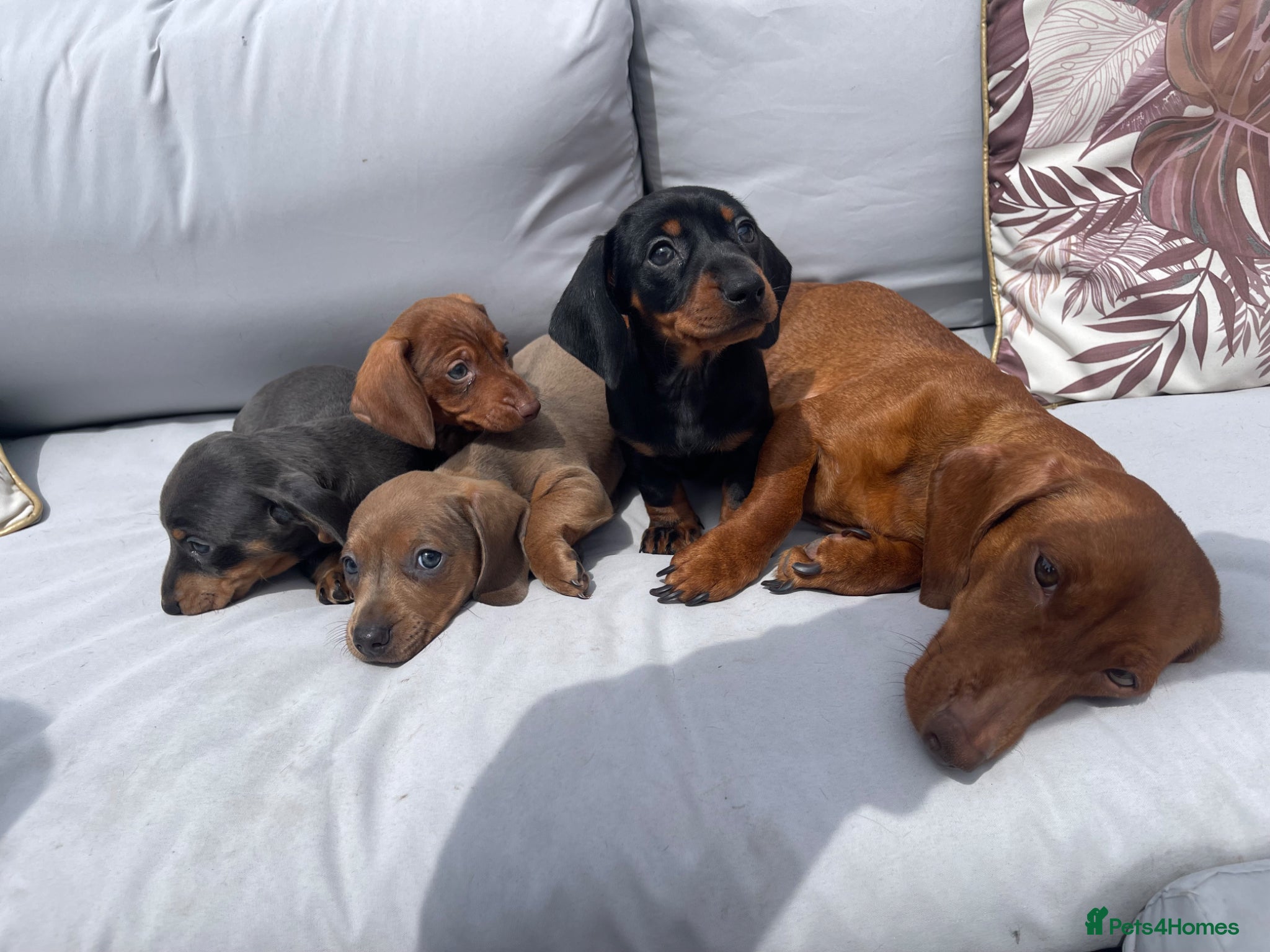 Miniature Dachshund dogs Beautiful Miniature Dachshund Puppies Ready 🐾  - Advert 2