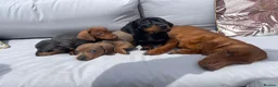 Miniature Dachshund dogs for sale: Beautiful Miniature Dachshund Puppies Ready 🐾  - Advert 12
