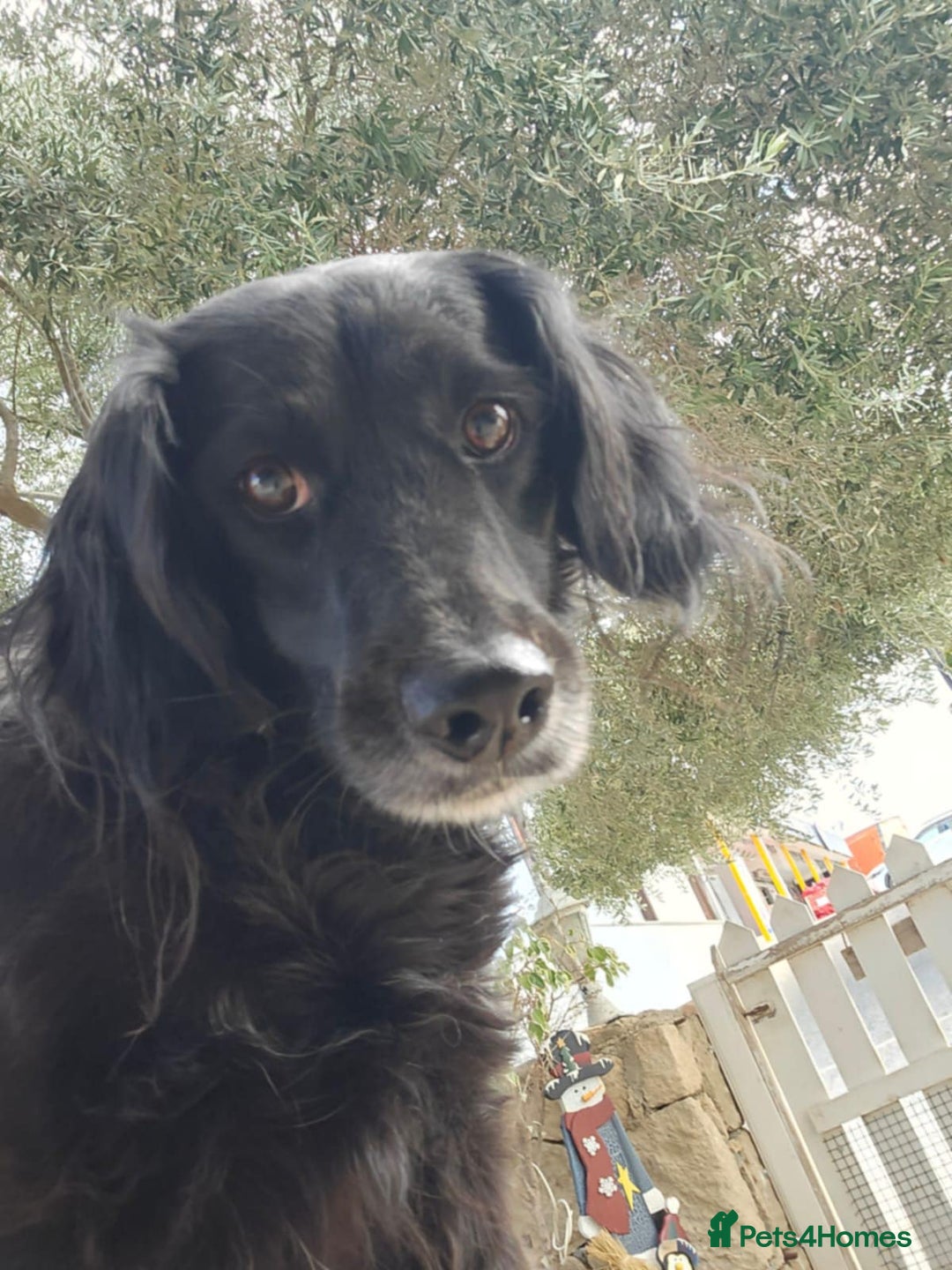 Cocker Spaniel dogs for adoption: Gino ! - Advert 8