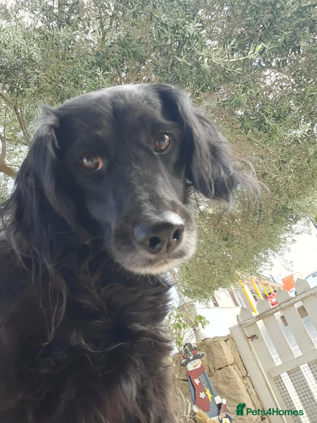 Cocker Spaniel dogs for adoption: Gino ! - Advert 11