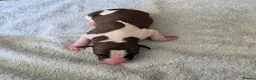 Whippet dogs for sale: Pedigree bred show whippets  in Richmond - Advert 8