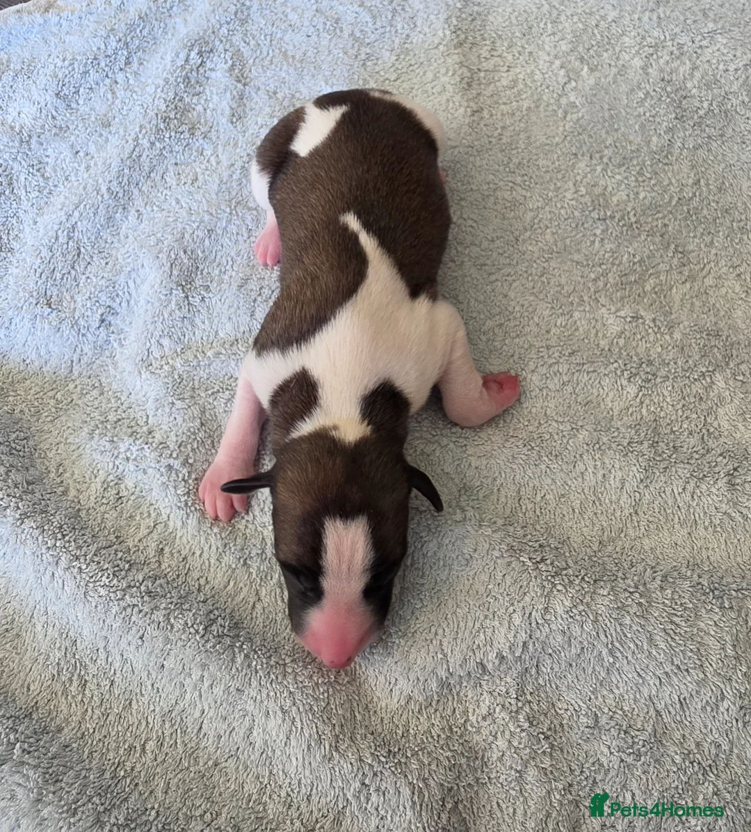 Whippet dogs for sale: Pedigree bred show whippets  in Richmond - Advert 8