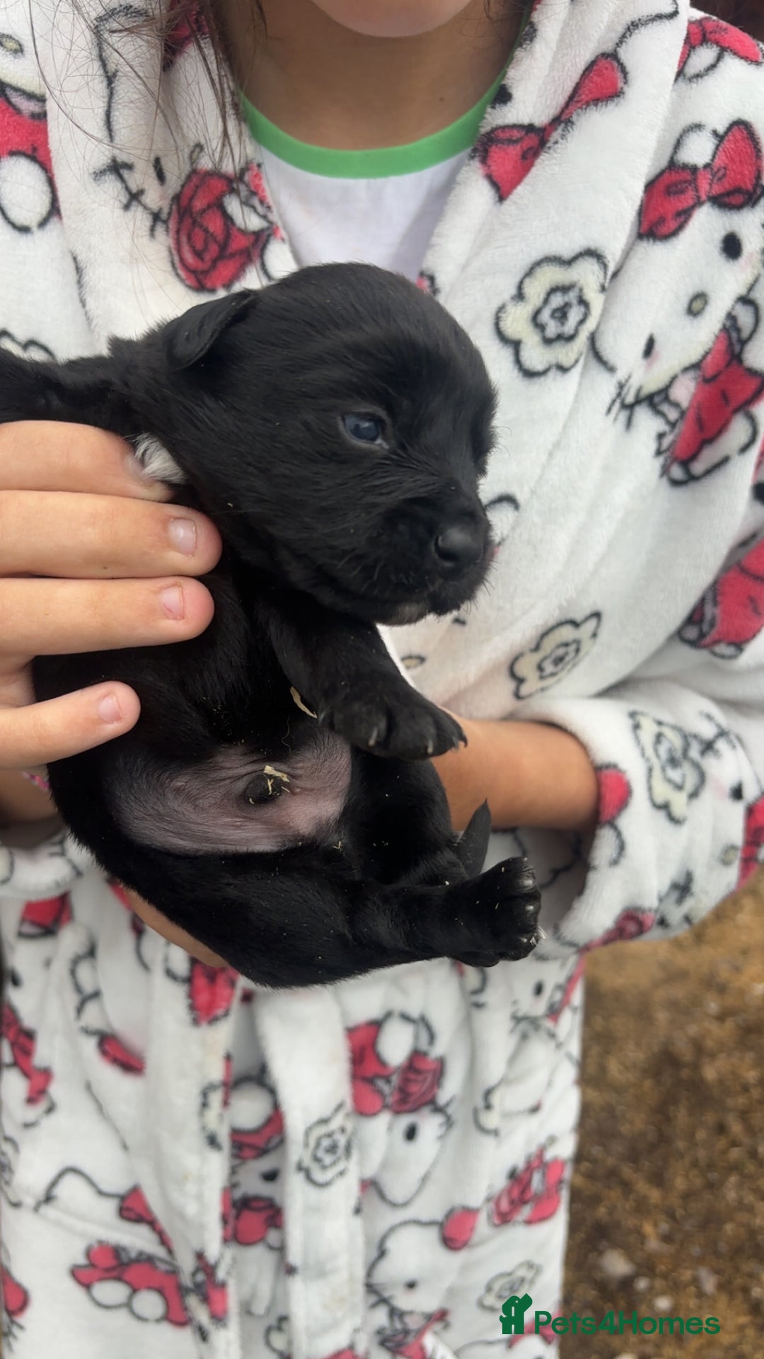Patterjack dogs for sale: Patterjack puppies for sale - Image 9