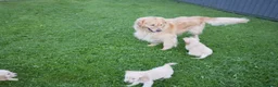 Mini Goldendoodle dogs for sale: Beautiful Health Tested Goldendoodle Puppies - Advert 16