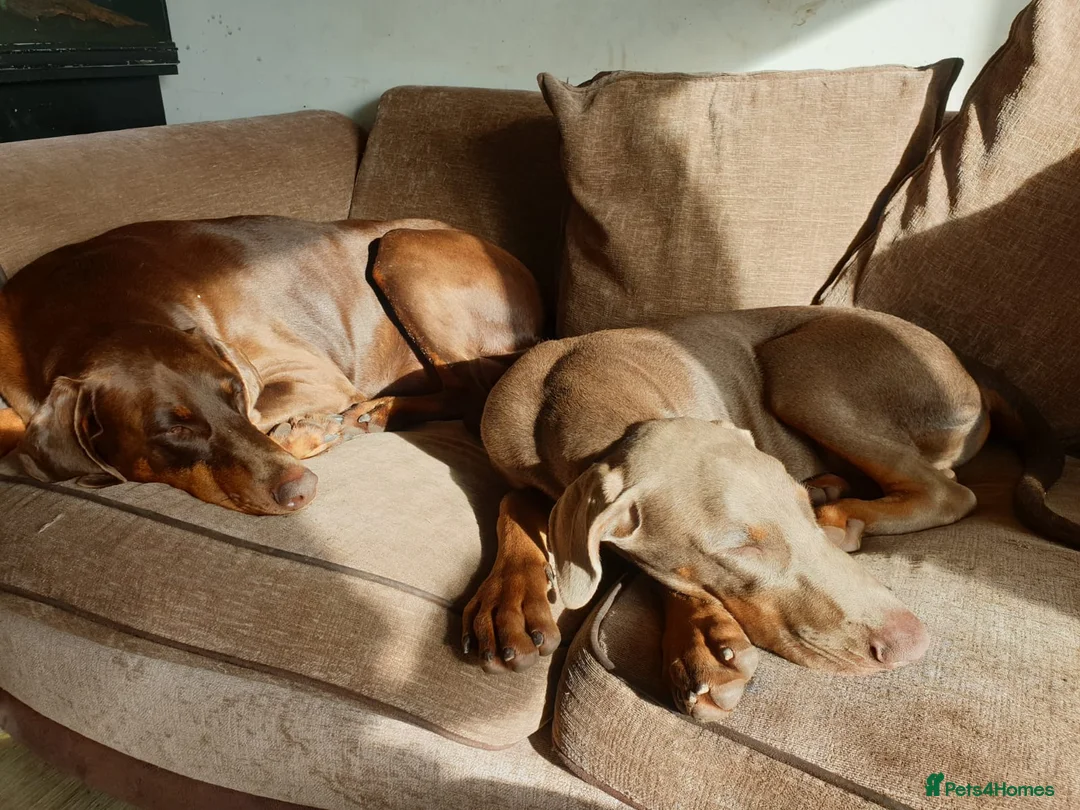 Dobermann dogs for sale: Special rehome - Advert 4