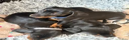 Miniature Dachshund dogs for sale: Miniature dachshund pups - Advert 13