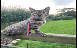 Bengal cats for sale: Bengal Kittens Tica Registered  - Image 37
