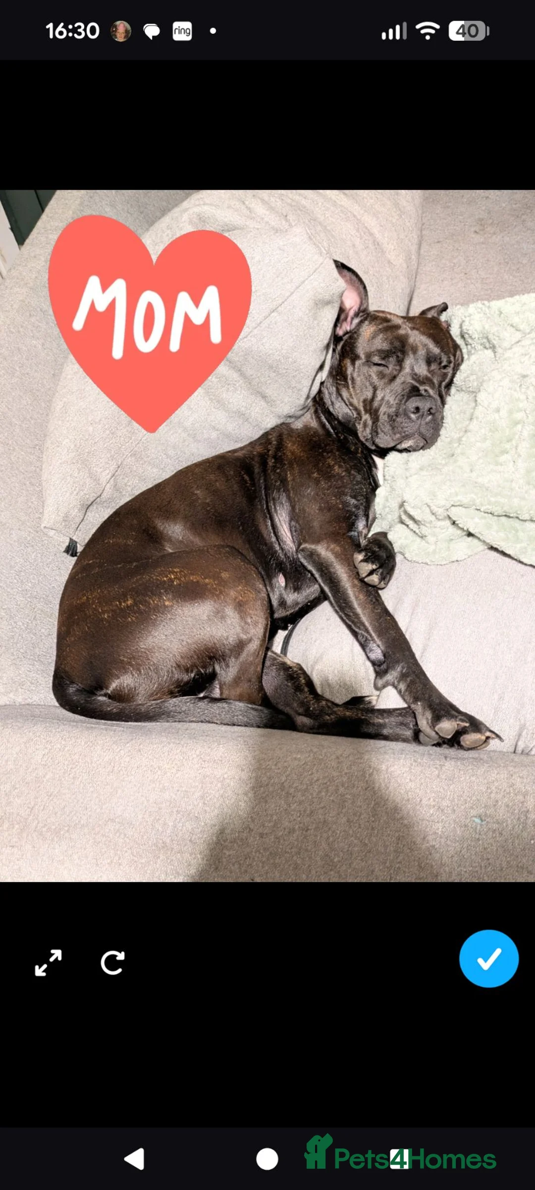 Mixed Breed dogs for sale: Staffy cross X Border collie cross in Cannock - Advert 2