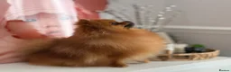 Pomeranian dogs for sale: Champion Bloodline KC Pomeranian Male Available - Advert 2