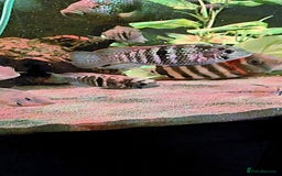 Cichlids fish for sale: Natural blue acaras and green terror for sale  - Image 3