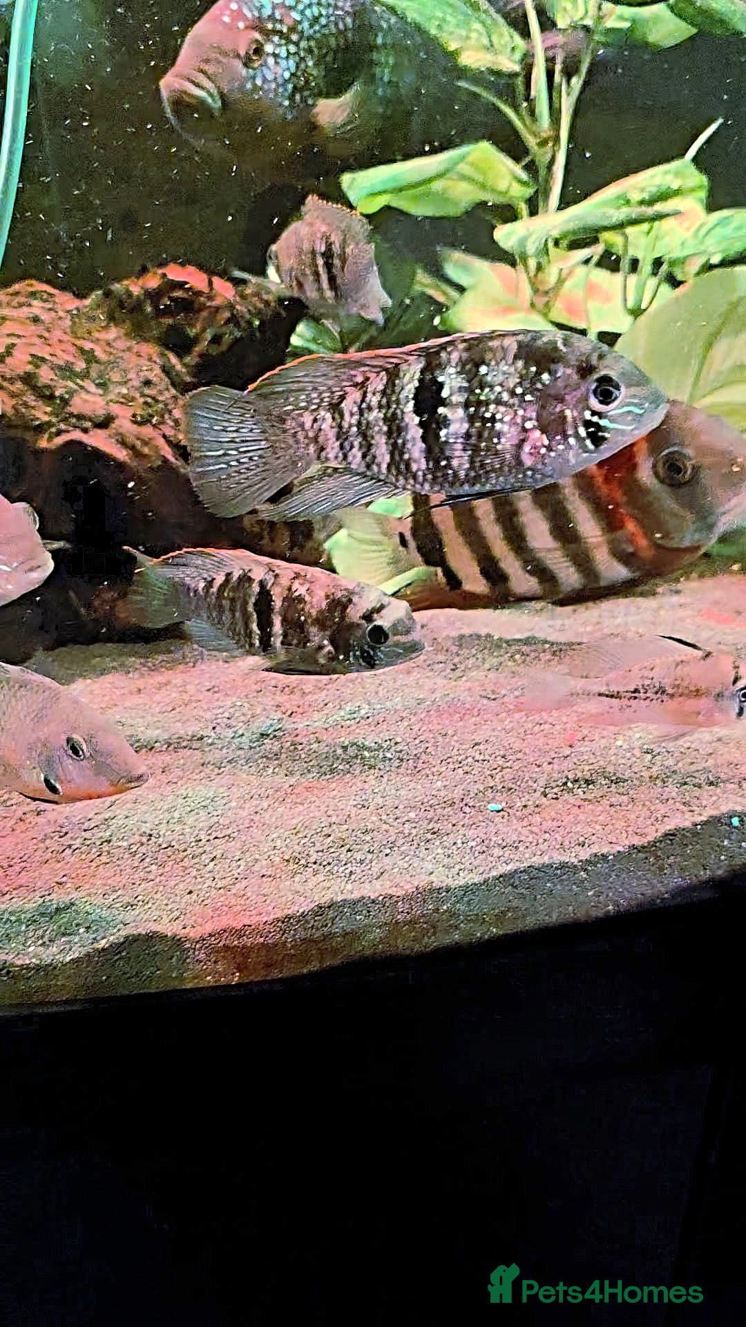 Cichlids fish for sale: Natural blue acaras and green terror for sale  - Image 3