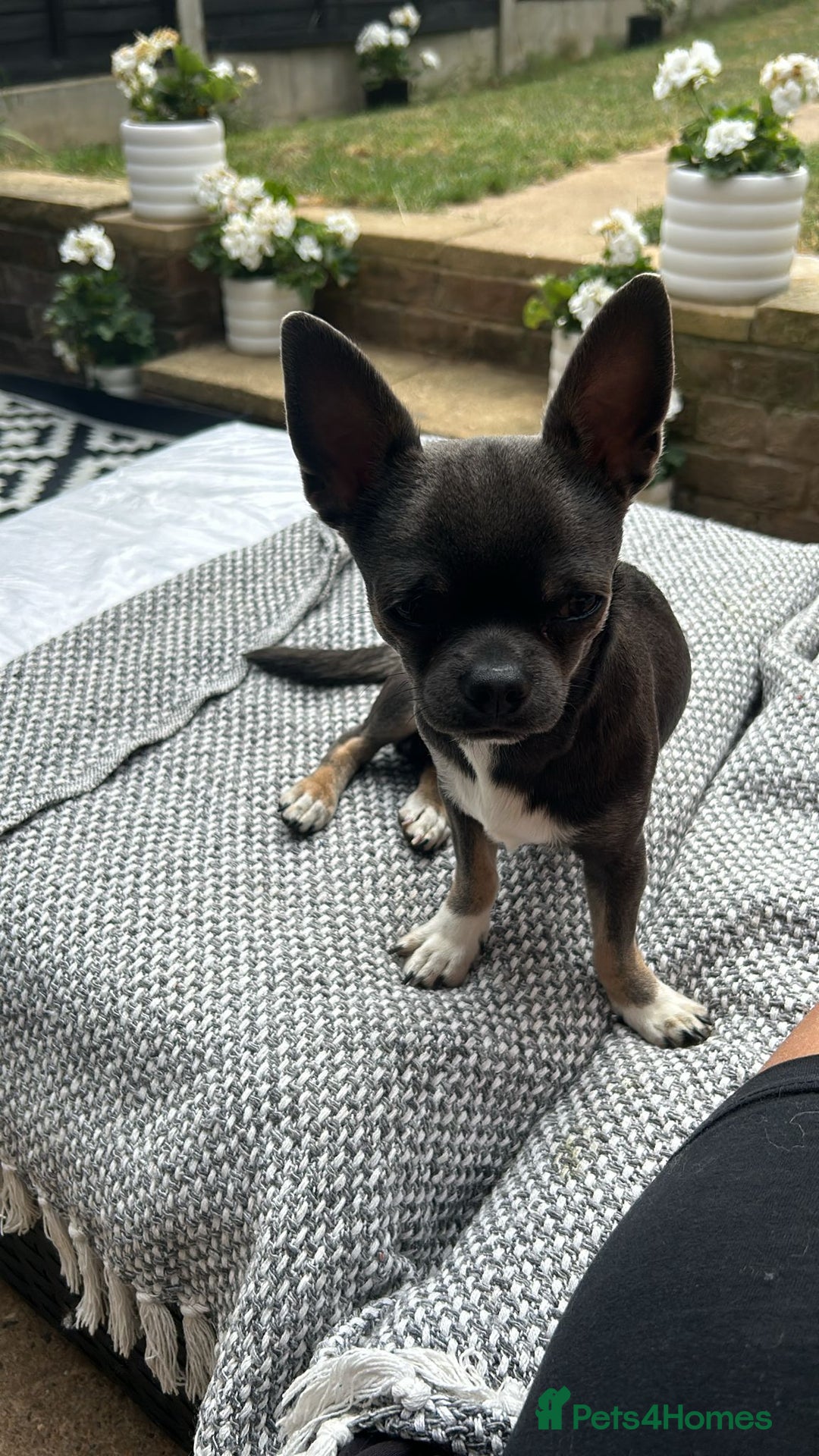 Chihuahua dogs for stud: Stud only. Full pedigree lilac chihuahua £300 - Advert 7