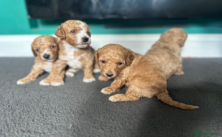 Poochon dogs - Advert 2