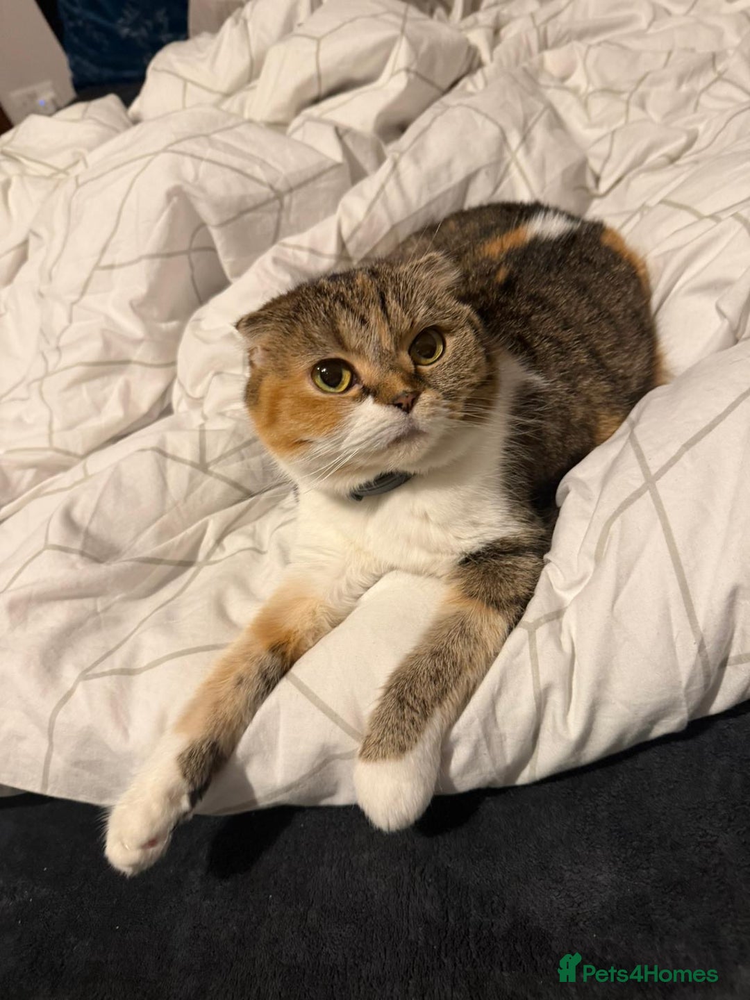 Scottish Fold cats for sale: Scottish Fold - Advert 1