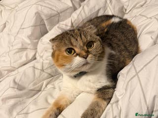 Scottish Fold cats Scottish Fold - Advert 1