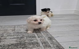 Cavachon dogs for sale: Cavachon puppies  - Image 12