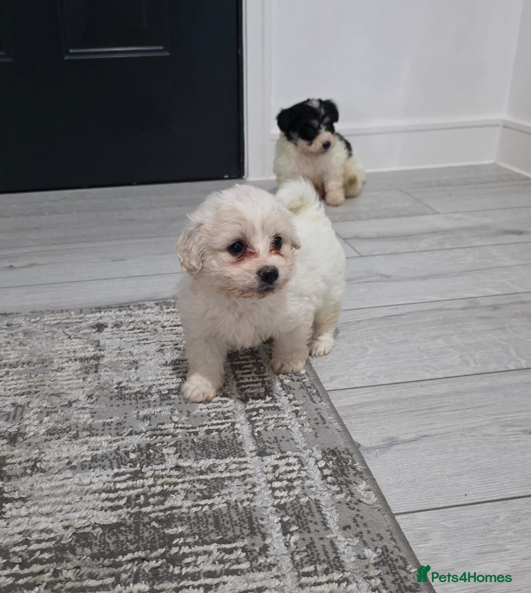 Cavachon dogs for sale: Cavachon puppies  - Image 12