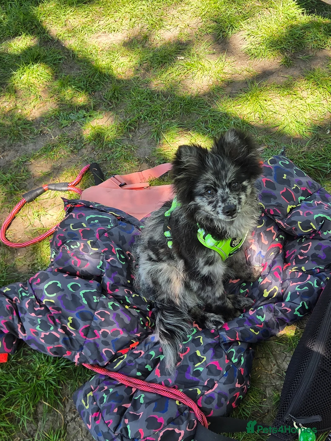 Pomeranian dogs for stud: NEXT GEN BLUE MERLE POM PUPS INCOMING - Advert 1