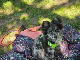 Pomeranian dogs NEXT GEN BLUE MERLE POM PUPS INCOMING - Advert 11