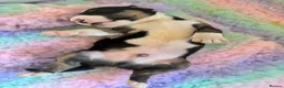 English Bull Terrier dogs for sale: Loving Family raised English Bull Terriers pups in Telford - Advert 7
