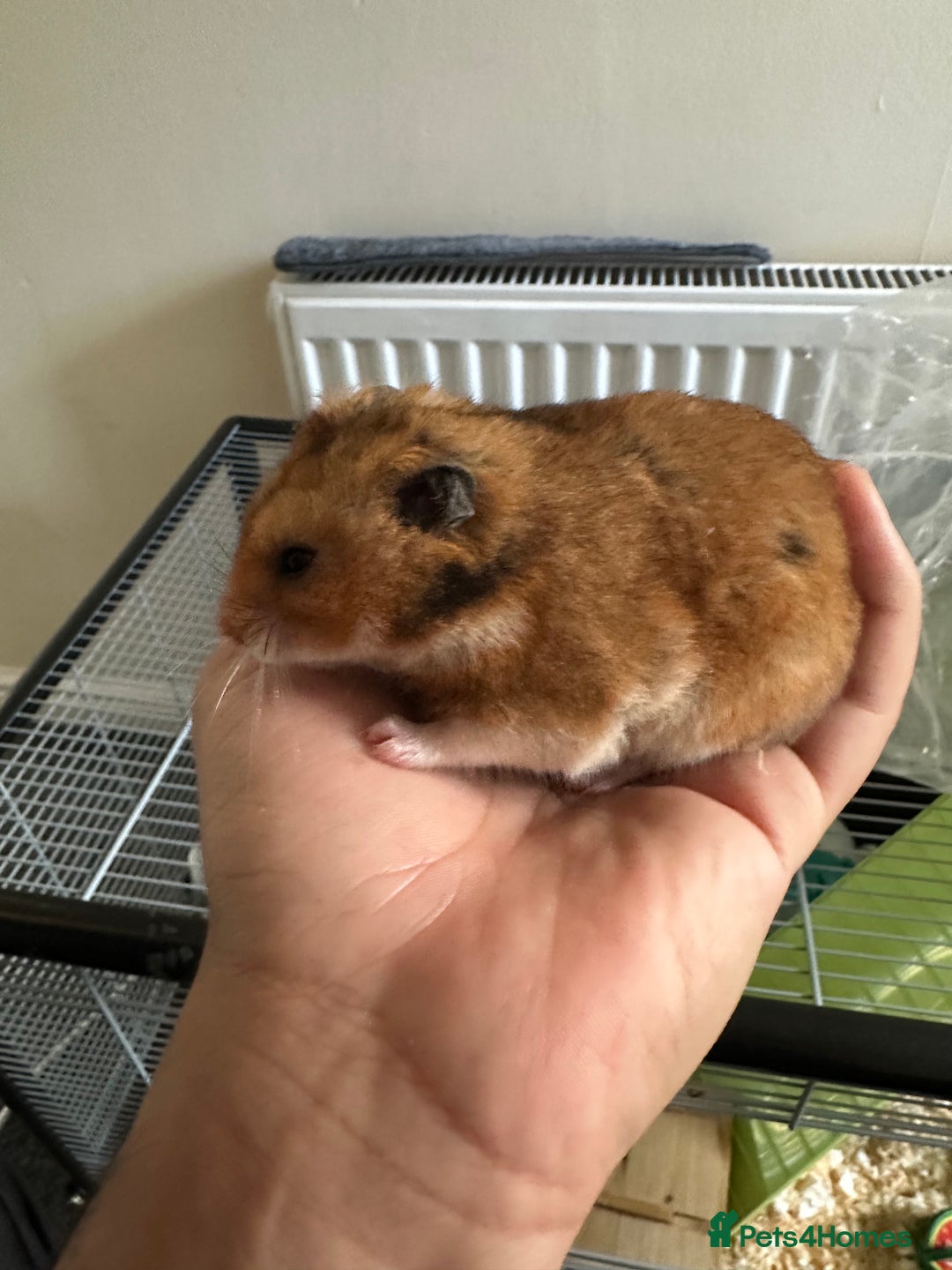 Hamster rodents for sale: Syrian Hamster with Full Setup  - Image 2