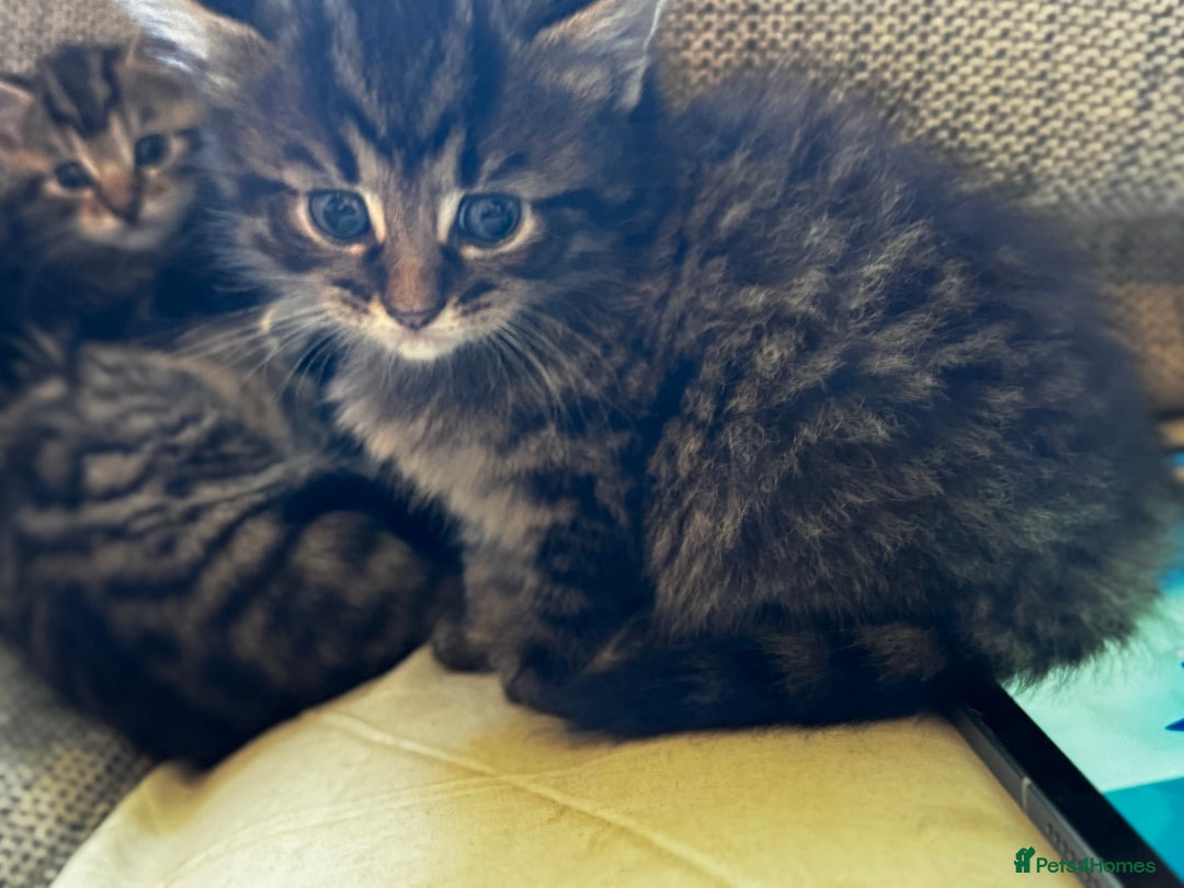 Mixed Breed cats for sale: 5 beautiful kittens  - Image 3