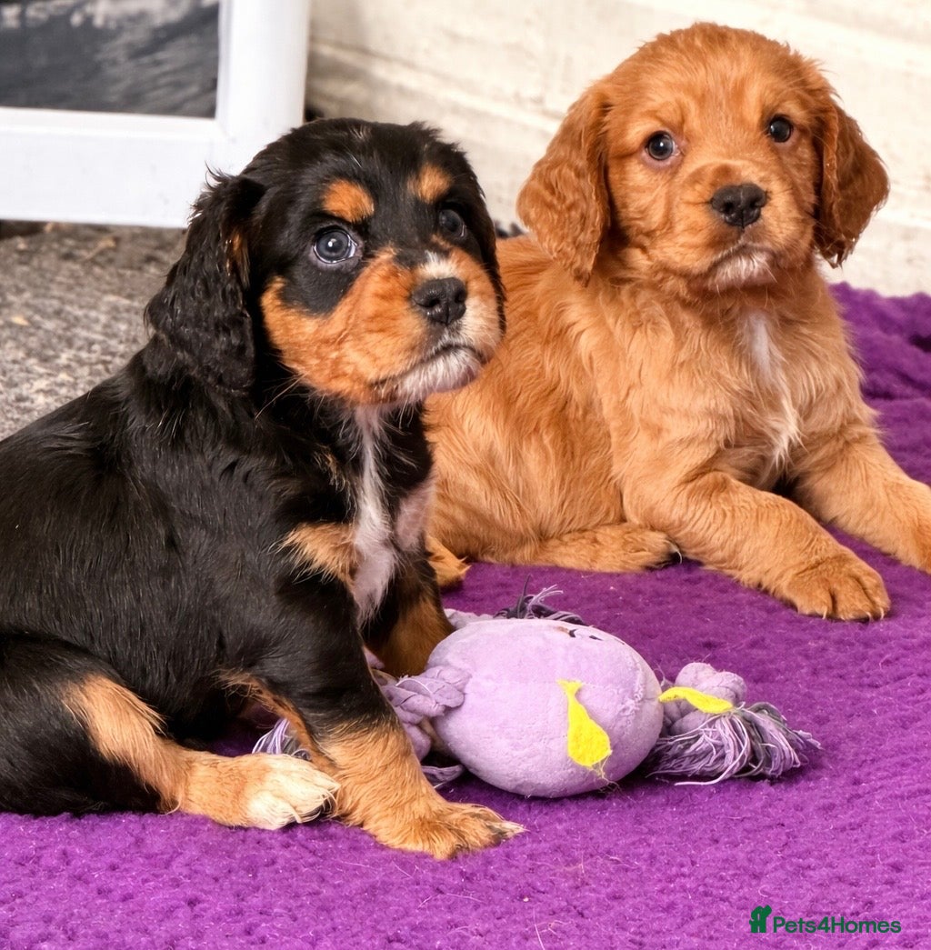 Cocker Spaniel dogs Working Cocker spaniels  - Advert 13