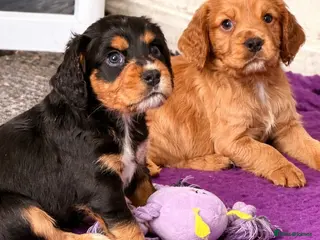 Cocker Spaniel dogs Working Cocker spaniels - Advert 13