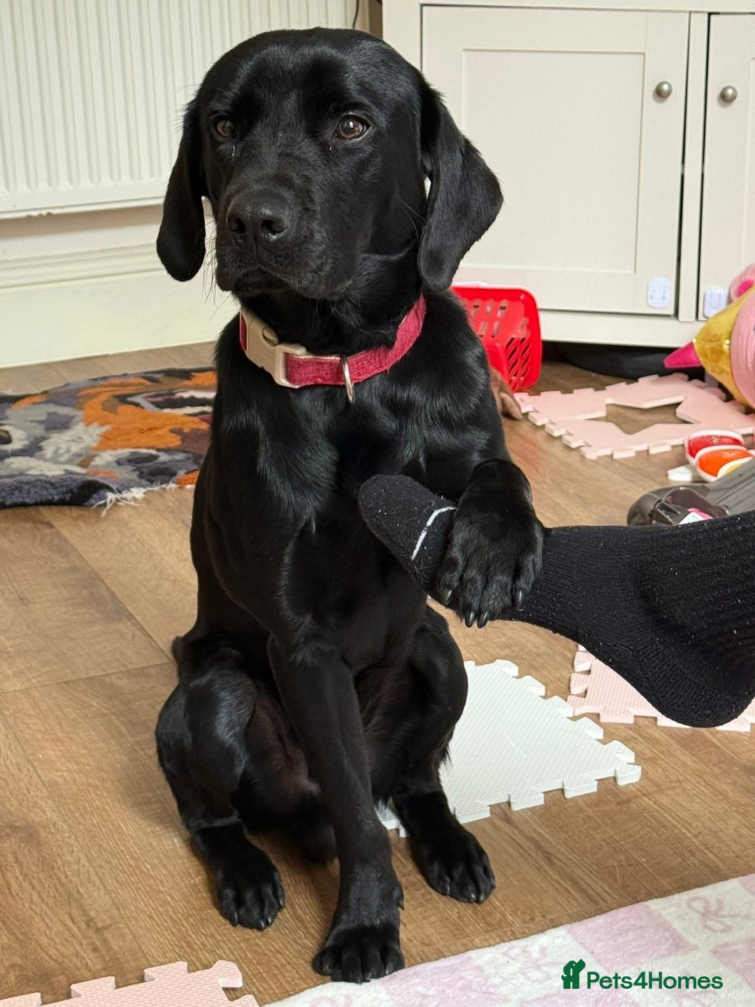 Labrador Retriever dogs for sale: EMERGENCY SALE - Advert 1