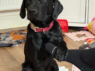 Labrador Retriever dogs EMERGENCY SALE - Advert 15